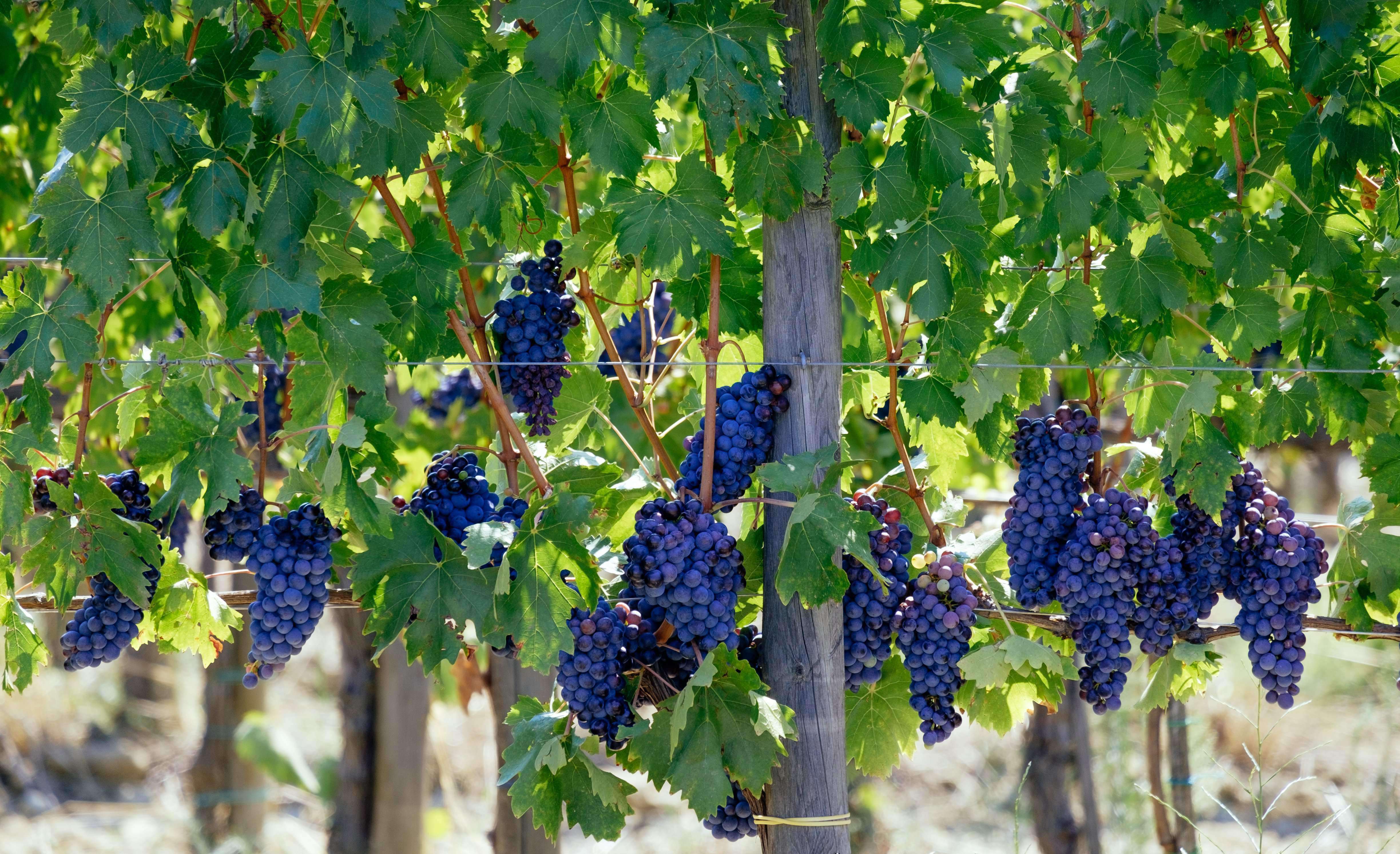 barefoot-wine-delivery-shop-the-best-barefoot-wine-buy-barefoot