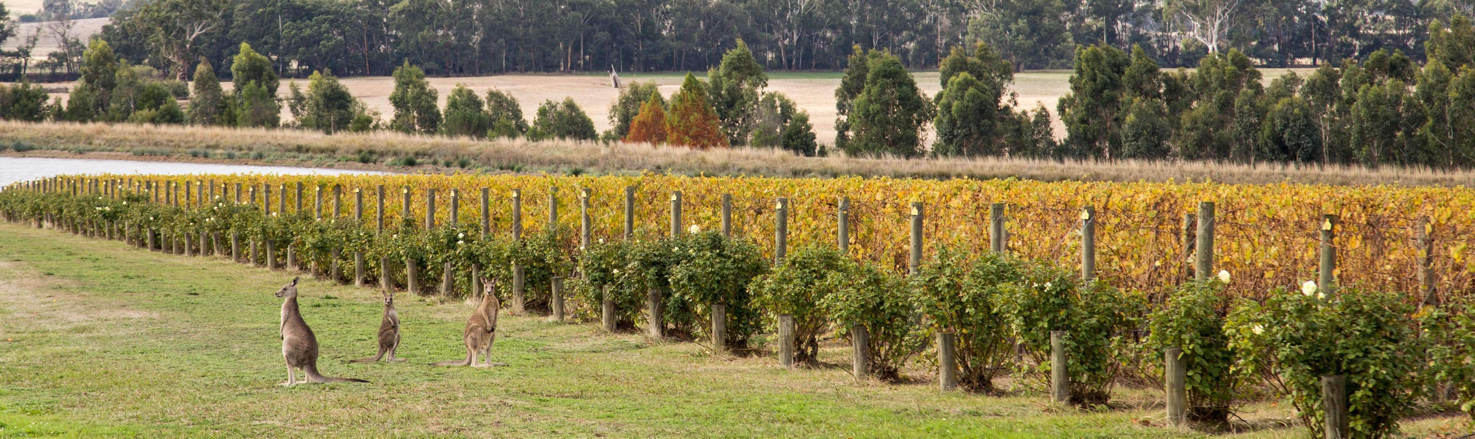 Yellow Tail Wine Shop Yellow Tail Wine Delivery Online Buy Wines Online